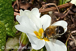 Frühlings-Pelzbiene (Anthophora plumipes) an Stängellose Schlüsselblume (Primula acaulis) (C320927)