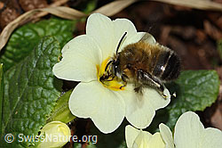 Frühlings-Pelzbiene (Anthophora plumipes) an Stängellose Schlüsselblume (Primula acaulis) (C320929)