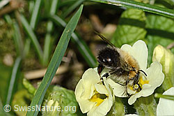 Frühlings-Pelzbiene (Anthophora plumipes) an Stängellose Schlüsselblume (Primula acaulis) (C320930)