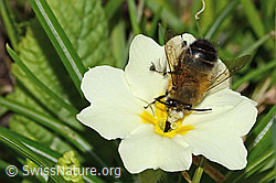 Frühlings-Pelzbiene (Anthophora plumipes) an Stängellose Schlüsselblume (Primula acaulis) (C320932)