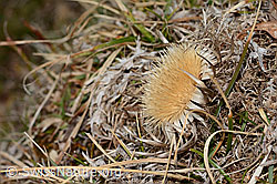 C320976: Silberdistel (Carlina acaulis ssp. caulescens)
