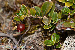 C320987: Preiselbeere (Vaccinium vitis-idaea)