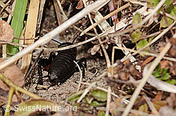 Feldgrille (Gryllus campestris) (C321069) Feldgrille (Gryllus campestris) (C321069)