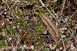 C321081: Waldeidechse (Zootoca vivipara)