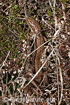 C321082: Waldeidechse (Zootoca vivipara)