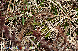 C321090: Waldeidechse (Zootoca vivipara)