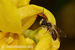 C322996: Frühe Lockensandbiene (Andrena praecox) an Forsythie (Forsythia)