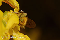 Gelbe Dungfliege (Scathophaga stercoraria) auf Forsythie (Forsythia) (C323000)