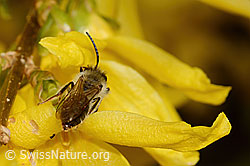 C323002: Frühe Lockensandbiene (Andrena praecox) an Forsythie (Forsythia)