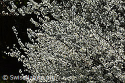 Schwarzdorn (Prunus spinosa) (C323014)
