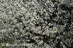 Schwarzdorn (Prunus spinosa) (C323015)