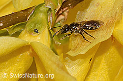 Gewöhnliche Schmalbiene (Lasioglossum calceatum) an Forsythie (Forsythia) (C323022)