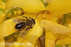 C323026: Glänzende Düstersandbiene (Andrena nitida) an Forsythie (Forsythia)