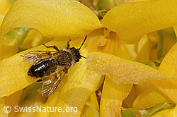 C323027: Glänzende Düstersandbiene (Andrena nitida) an Forsythie (Forsythia)