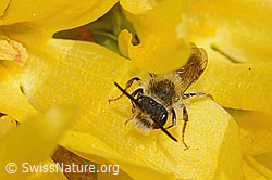 C323030: Frühe Lockensandbiene (Andrena praecox) an Forsythie (Forsythia)