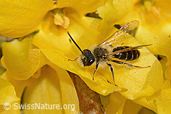C323034: Frühe Lockensandbiene (Andrena praecox) an Forsythie (Forsythia)