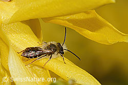 C323037: Frühe Lockensandbiene (Andrena praecox) an Forsythie (Forsythia)
