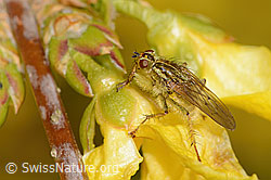 Gelbe Dungfliege (Scathophaga stercoraria) auf Forsythie (Forsythia) (C323042)