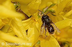 C323044: Gehörnte Mauerbiene (Osmia cornuta) an Forsythie (Forsythia)