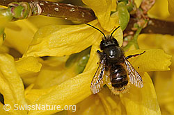 Neu in SwissNature.org: Gehörnte Mauerbiene (Osmia cornuta) an Forsythie (Forsythia)