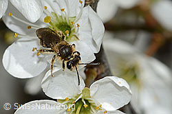 C323051: Rotschopfige Sandbiene (Andrena haemorrhoa) an Schwarzdorn (Prunus spinosa)