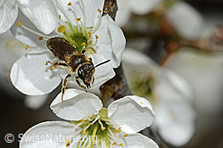 C323053: Rotschopfige Sandbiene (Andrena haemorrhoa) an Schwarzdorn (Prunus spinosa)