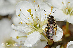 Gewöhnliche Schmalbiene (Lasioglossum calceatum) auf Sumpf-Kratzdistel (Cirsium palustre)