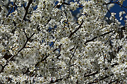 Schwarzdorn (Prunus spinosa) (C323101)