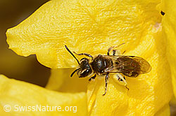 Frühe Lockensandbiene (Andrena praecox) an Forsythie (Forsythia) (C323109)