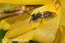 Frühe Lockensandbiene (Andrena praecox) an Forsythie (Forsythia) (C323113)