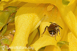 Gewöhnliche Schmalbiene (Lasioglossum calceatum) an Forsythie (Forsythia) (C323115)