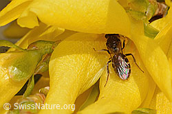 Gewöhnliche Schmalbiene (Lasioglossum calceatum) an Forsythie (Forsythia) (C323116)