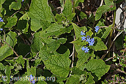 C323130: Kaukasusvergissmeinnicht (Brunnera macrophylla)