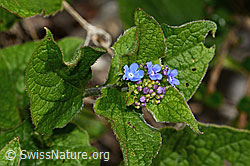 C323132: Kaukasusvergissmeinnicht (Brunnera macrophylla)