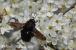 C323216: Blauschwarze Holzbiene (Xylocopa violacea) an Schwarzdorn (Prunus spinosa)