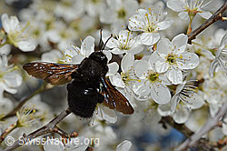 Schwarzdorn (Prunus spinosa)