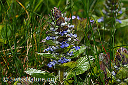 C323228: Kriechender Günsel (Ajuga reptans)