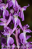 Männliches Knabenkraut (Orchis mascula) (C328903)