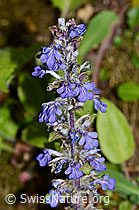 Ajuga reptans (C328924)