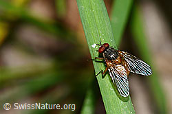 Phaonia subventa (Fliege) (C328932) Phaonia subventa (Fliege) (C328932)