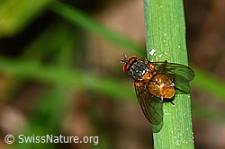 C328933: Phaonia subventa (Fliege)