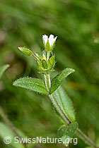 C328943: Quell-Hornkraut (Cerastium fontanum spp. fontanum)
