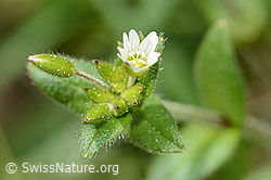 C328949: Quell-Hornkraut (Cerastium fontanum spp. fontanum)