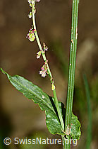 Wiesen-Sauerampfer (Rumex acetosa) (C328956)