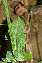 Wiesen-Sauerampfer (Rumex acetosa) (C328957)