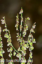 Wiesen-Sauerampfer (Rumex acetosa) (C328960)