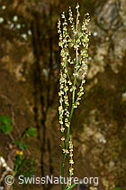 Wiesen-Sauerampfer (Rumex acetosa) (C328963)