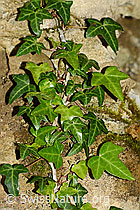 C328965: Efeu (Hedera helix)