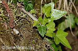 C328967: Efeu (Hedera helix)