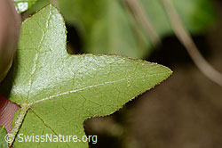 C328968: Efeu (Hedera helix)